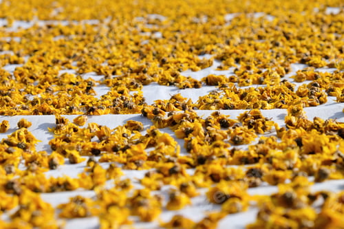 Preview: dried chrysanthemum flowers used for making herbal tea