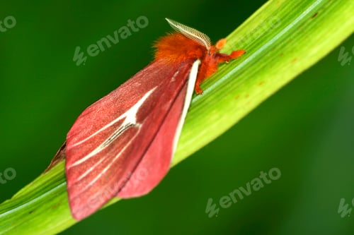 Preview: Tropical Butterfly, Napo River Basin, Amazonia, Ecuador