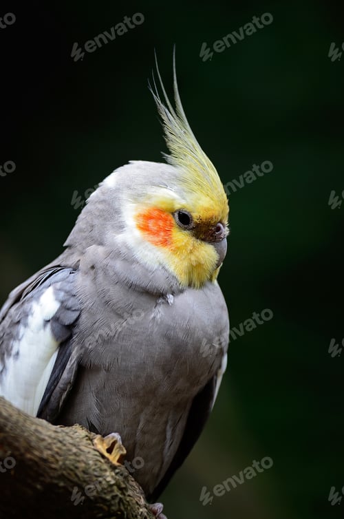 Preview: Cockatiel