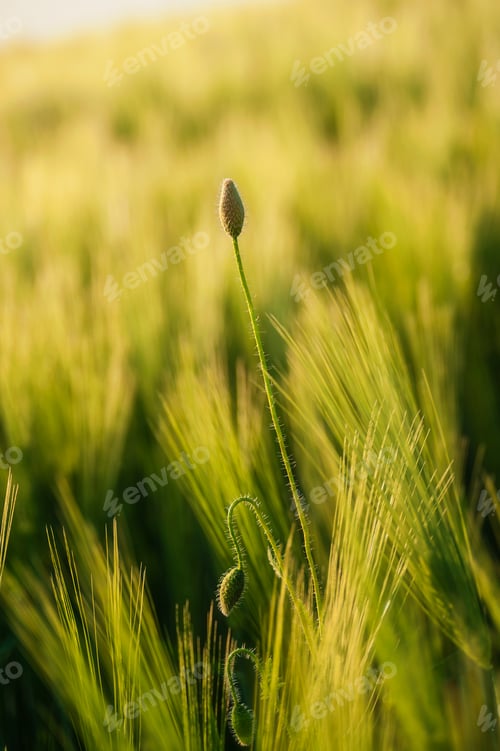 Preview: Close up detail of green wheat heads growing in agricultural field in spring
