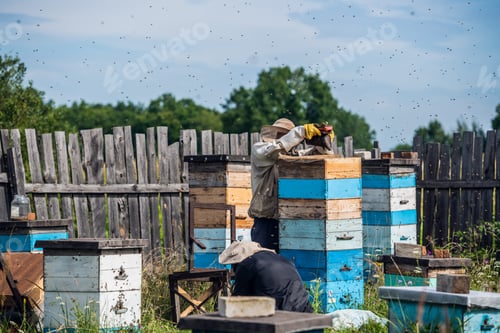 Preview: Beekeeping, an elderly man in protective outfit fumigates bees removes honeycombs from hives to
