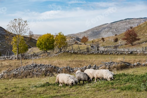 Preview: Sheep herd grazing in remote pasture in Bosnia mountains