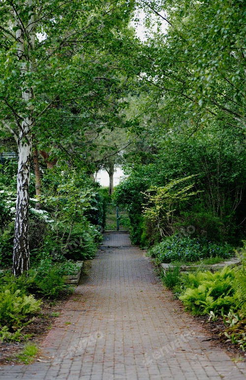Preview: Scenic pathway lined with lush trees and foliage in a park