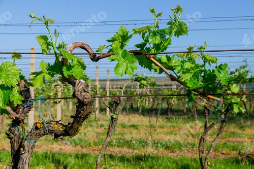 Preview: Grapes come in various colors and flavors, reflecting terroir of the vineyard.