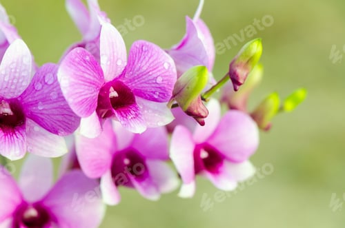 Preview: Dendrobium orchid hybrids is white and pink stripes