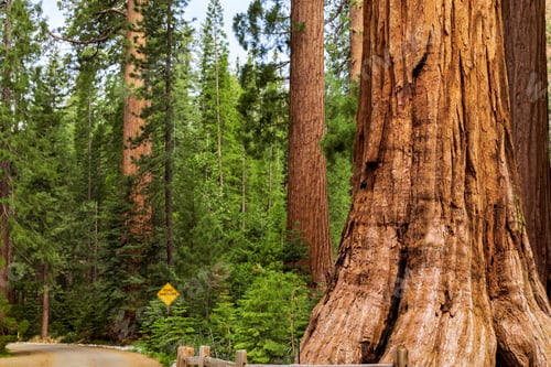 Preview: Giant sequoias