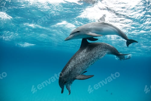 Preview: Atlantic spotted dolphin (Stenella frontalis), swimming underwater, close-up, Bahamas