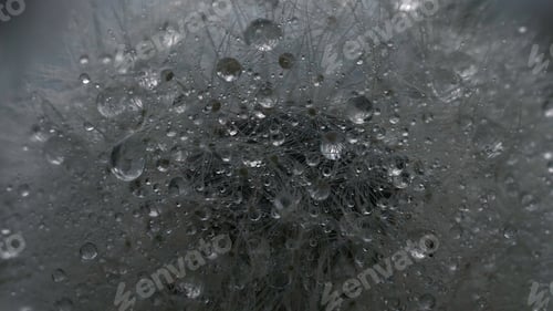Preview: Close-up of dandelions in summer rain with sun. Creative. Beautiful dandelions in light summer rain
