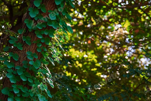 Preview: Fresh green leaves of the ivy on the tree trunk