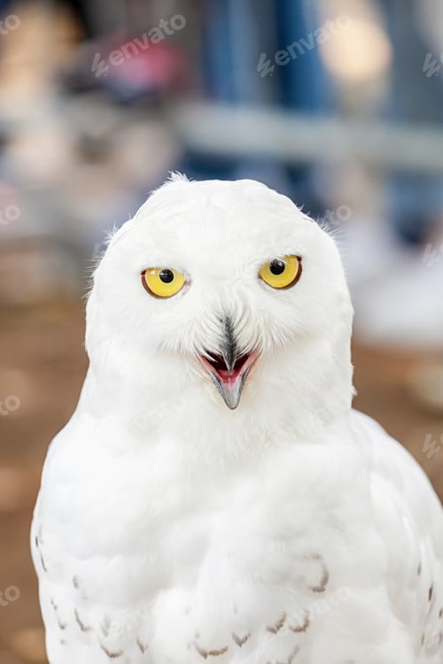 Preview: Snowy Owl - Bubo scandiacus
