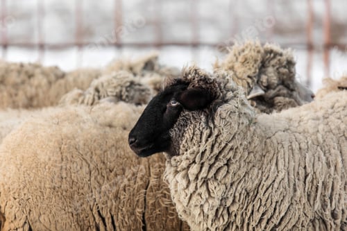 Preview: Snowy winter scene with a flock of sheep. Winter landscape. Countryside