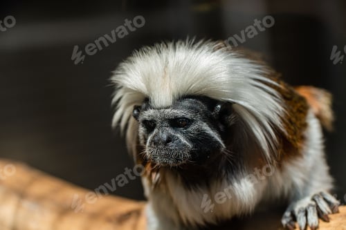 Preview: Close-up of an adorable pinchi monkey (Oedipus tamarin) perched atop a tree branch