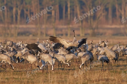 Preview: Common crane (Grus grus)