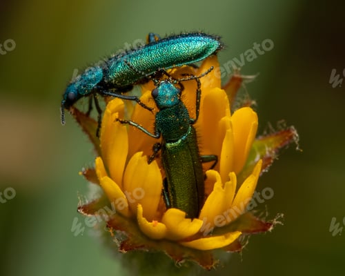 Preview: Closeup shot of green beetles perched on a yellow flower
