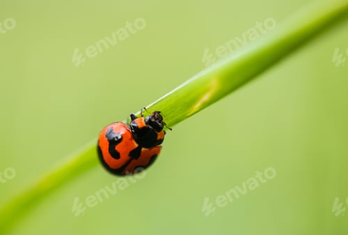 Preview: Lady bug on green leaves, golden beetle insect