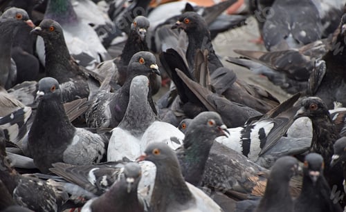 Preview: Close up flock of many pigeons on the ground