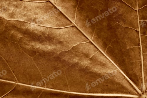 Preview: Abstract Background And Natural Texture Closeup Of A Leaf Of A Tree Or Plant