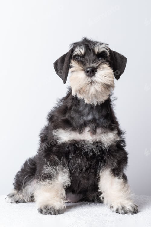 Preview: Cute black and white schnauzer puppy sitting calmly, concept of pet love and companionship