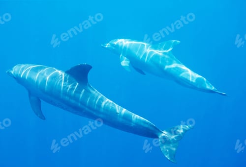 Preview: A Beautiful Dolphins underwater photography