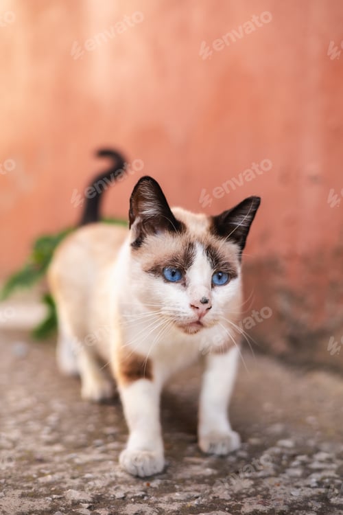 Preview: Blue eyed cat on salmon background, vertical copyspace