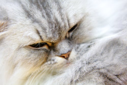 Preview: Cat