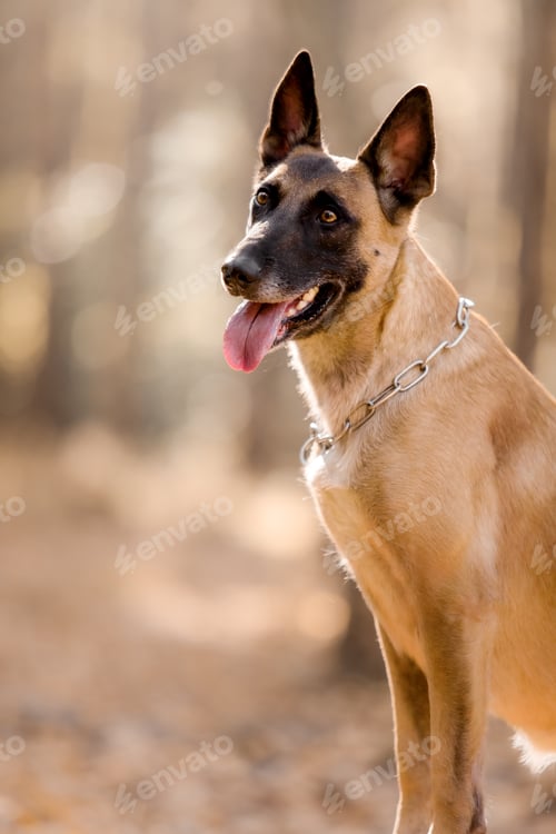 Preview: Dog in the forest with a collar on the dog