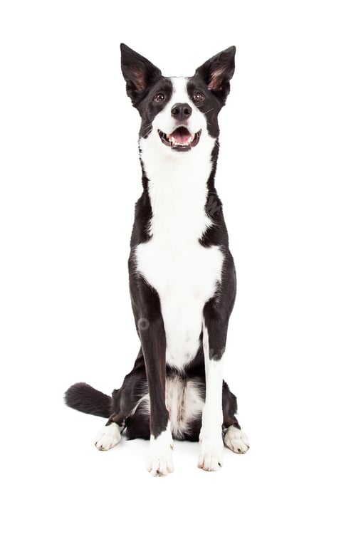Preview: Attentive Border Collie Mix Breed Dog Sitting