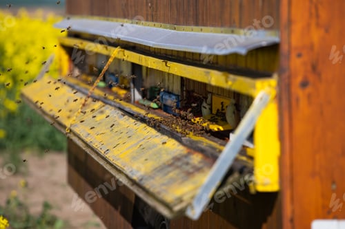 Preview: Beehive boxes for beekeeping and honey collecting in blooming canola field