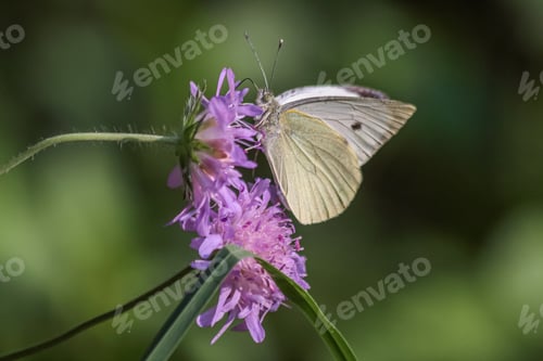 Preview: Butterfly with flowers