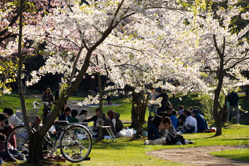 Preview: Sakura or cherry blossom booming season in Nakajima Public Park.