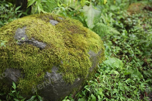 Preview: Beautiful green moss on rock in forest