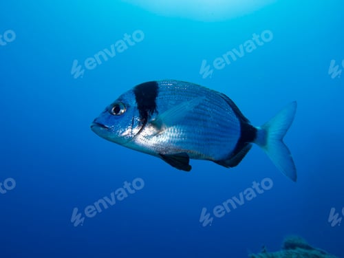 Preview: Two-banded sea bream from Cyprus