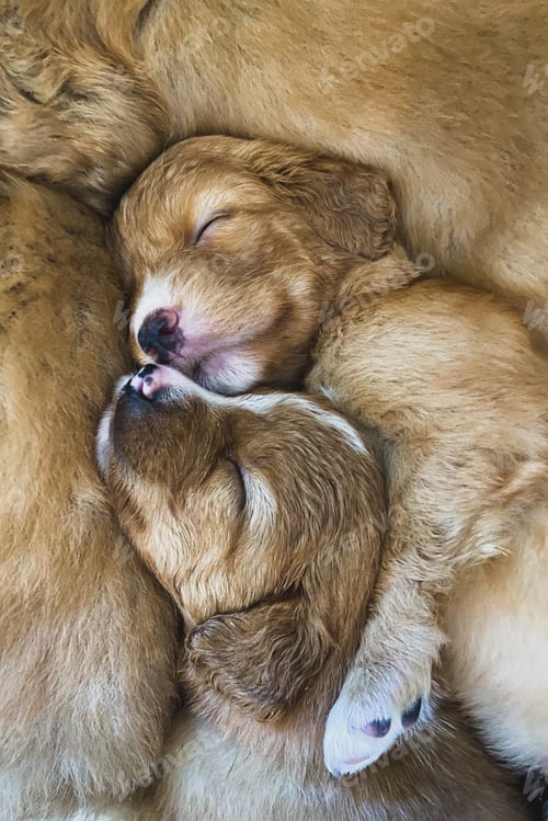 Preview: Cute puppies sleeping together.