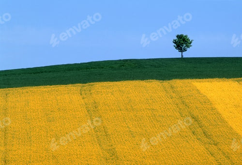 Preview: Horizontal shot of a single tree in a yellow and green field