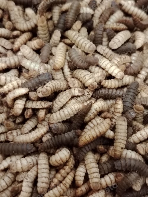 Preview: Close-up of Black soldier fly larvae worms are eating waste.