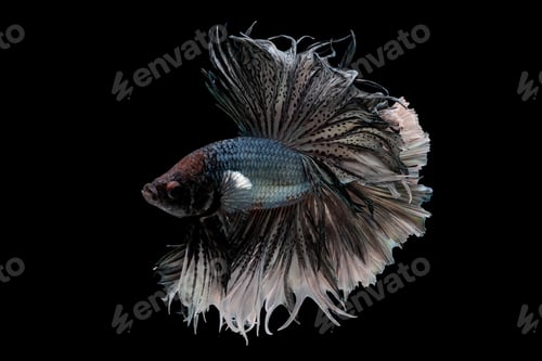 Preview: Colorful with main color of metal white and black betta fish, Siamese fighting fish