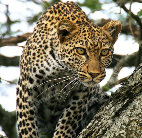 Preview: A Best wildlife vacations in Pictures