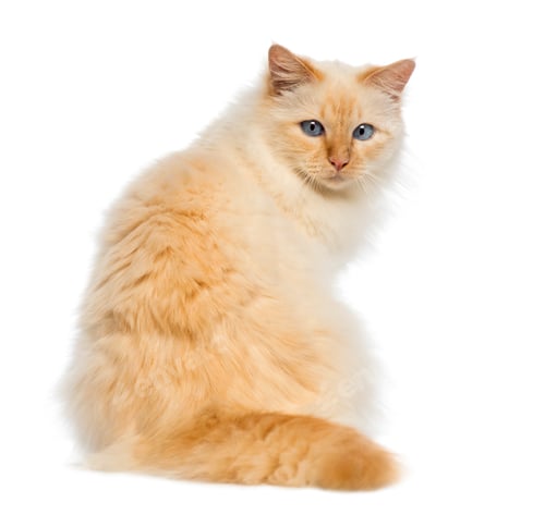 Preview: Rear view of a Birman sitting and looking back against white background