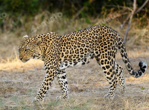Preview: A Beautiful Botswana Wildlife Place in the World in Picture
