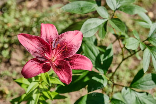 Preview: Blooming flower of lily asian Purple Dream.