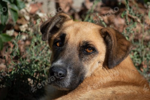 Preview: Portrait of a brown dog with a black snout. Sunny autumn day. Front view.