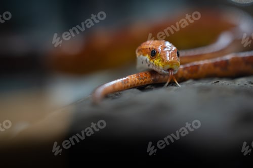 Preview: Macro Portrait of a Curious Orange Corn Snake