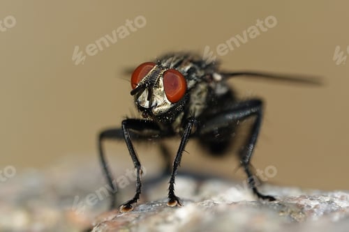 Preview: Flesh fly (Sarcophaga)
