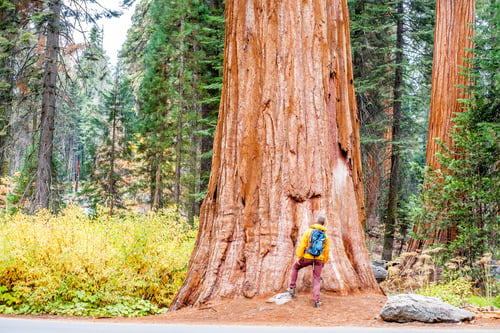 Preview: Tourist With Backpack Hiking In Sequoia National Park. California, United States.