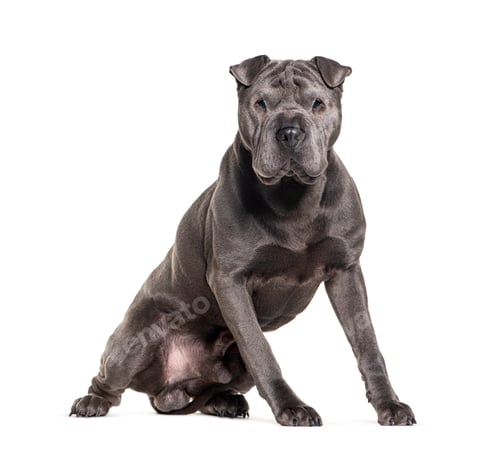 Preview: Grey Sitting Sharpei sitting and looking at the camera, isolated