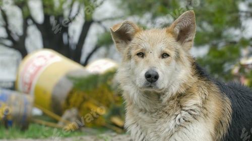 Preview: Sad beige dog-mongrel on a leash is . Close-up, selective focus. mongrel dog dog close up of the