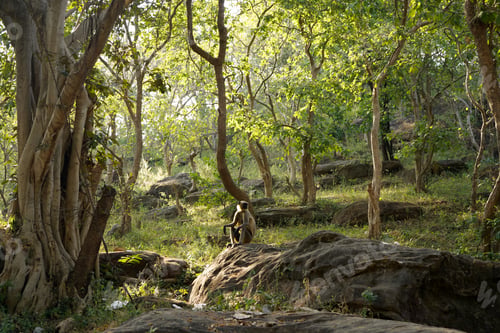 Preview: Gray langur monkeys in the forest, India.