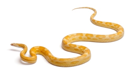 Preview: Butter mothley Corn Snake or Red Rat Snake, Pantherophis guttatus, in front of white background