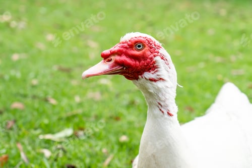 Preview: White Muscovy duck with red face. Close up on green grass