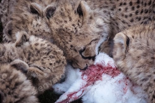Preview: Closeup of cheetahs sharing a meal in their natural habitat
